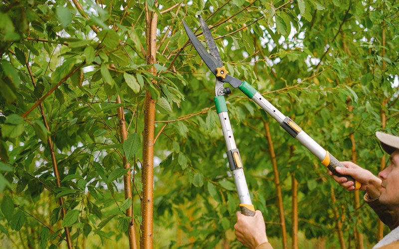 Tree trimming in Pattersonville, NY